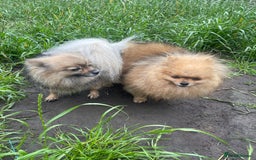 Pomeranian dogs for sale: 3 stunning girls  - Image 9
