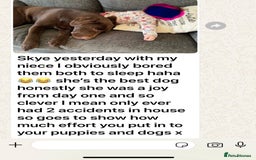 Golden Retriever dogs for sale: KC, Extensively Health tested Parents. Snow white - Image 35