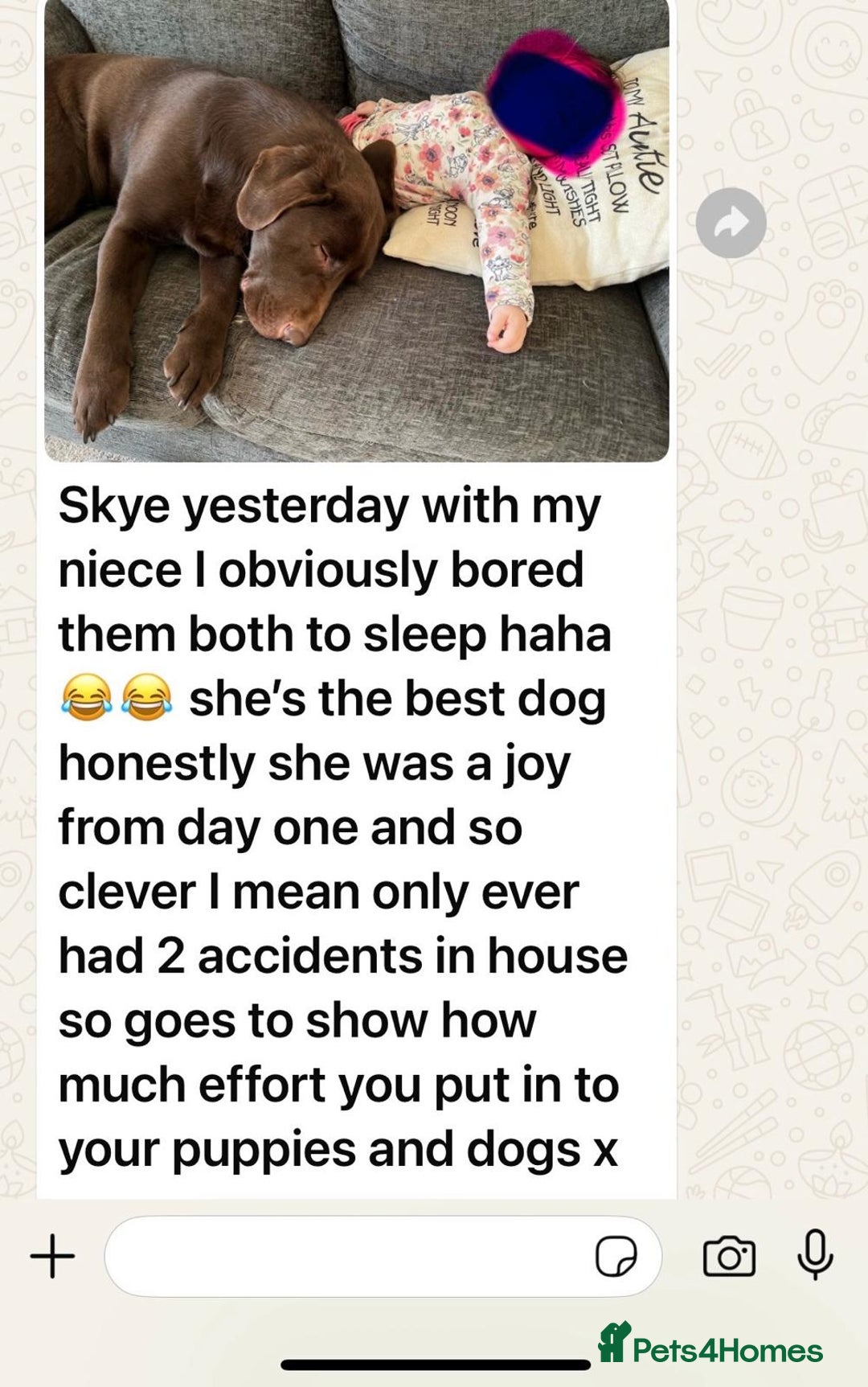 Golden Retriever dogs for sale: KC, Extensively Health tested Parents. Snow white - Image 35