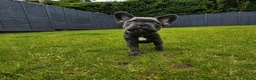 French Bulldog dogs for sale: 4 boys and 1 girl left. KC French Bulldog Puppies - Advert 19