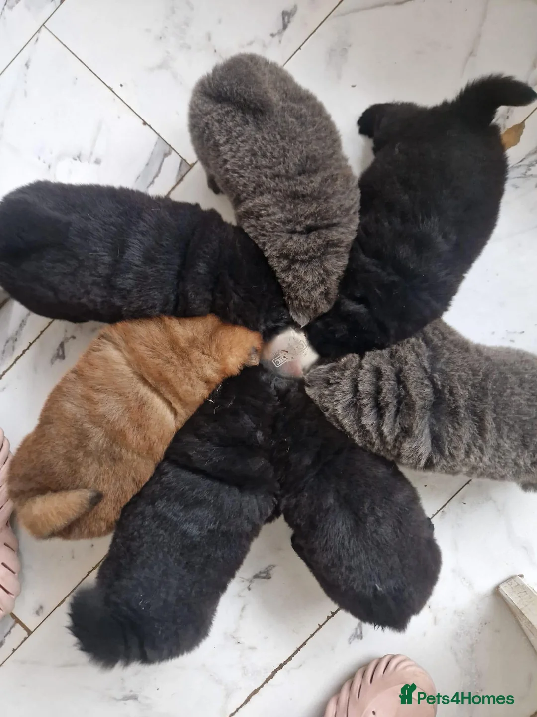 Chow Chow dogs for stud: HERSHEY the famous chocolate carrying blue. in Cheltenham - Advert 28