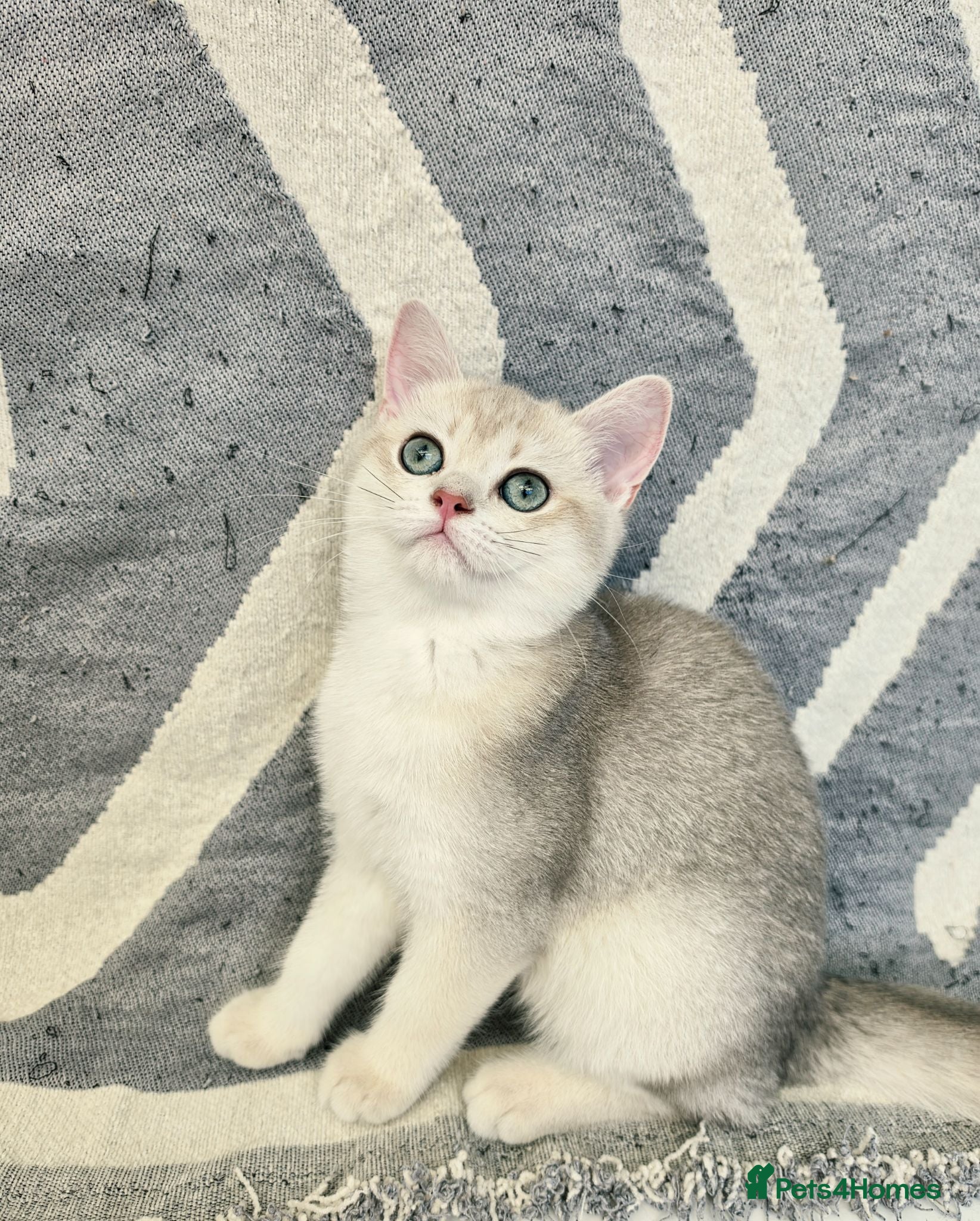 British Shorthair cats for sale: Ula ready to go❤️ - Advert 1