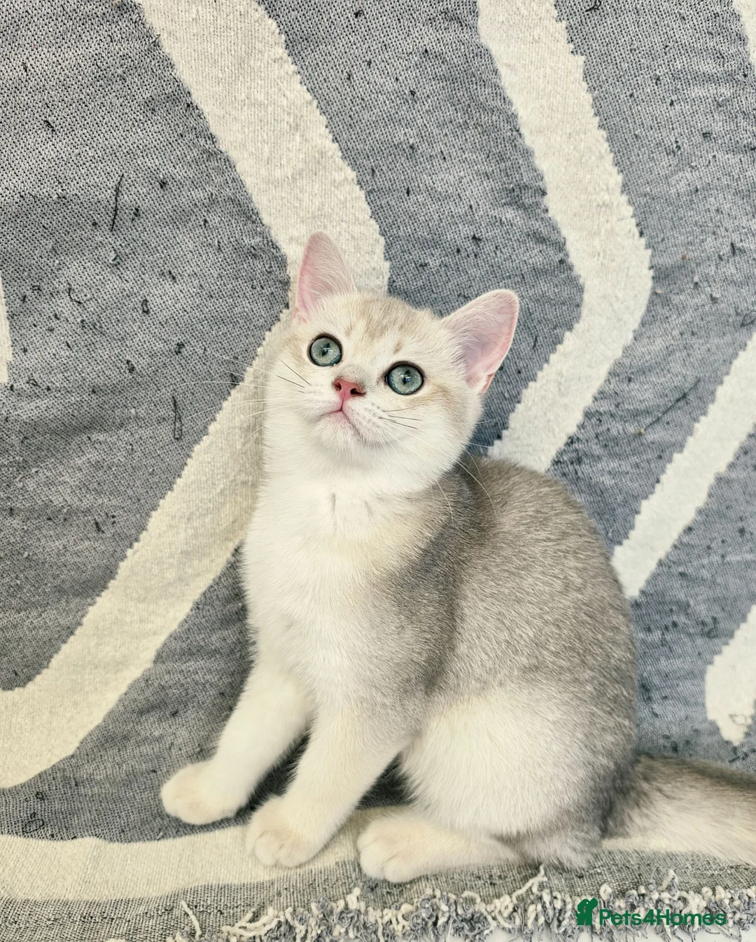 British Shorthair cats for sale: Ula ready to go❤️ - Advert 1