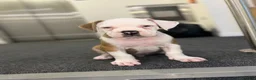 Alapaha Blue Blood Bulldog dogs for sale: Alapahabluebloodbulldog  in Gloucester - Advert 6