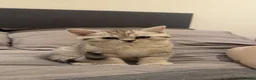 British Shorthair cats for sale: Adorable British Shorthair Kittens–Playful, Loving in Wembley - Advert 6