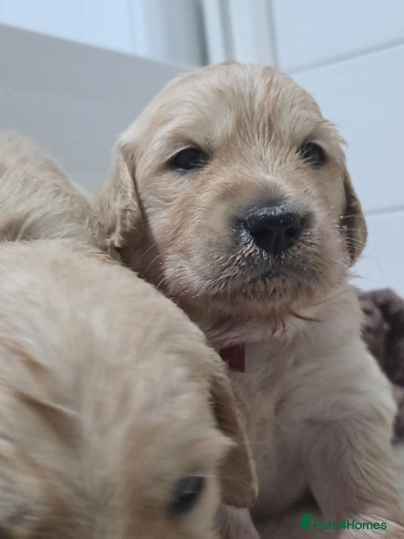 Golden Retriever dogs KC Goldens🐾 Viewings full, Reserve list open.  - Advert 10