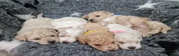 Poochon dogs for sale: Health-Tested Poochon Puppies – Ready 29th May in Carmarthen - Advert 11