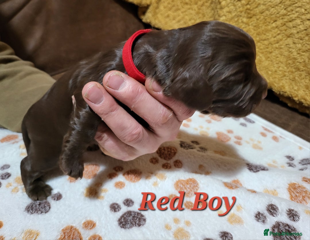 Cocker Spaniel dogs for sale: Working Cocker Spaniel Pups - Advert 3