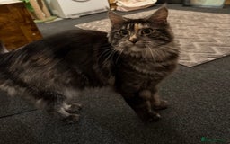 Maine Coon cats for sale: MainCoon For Sale - Image 12