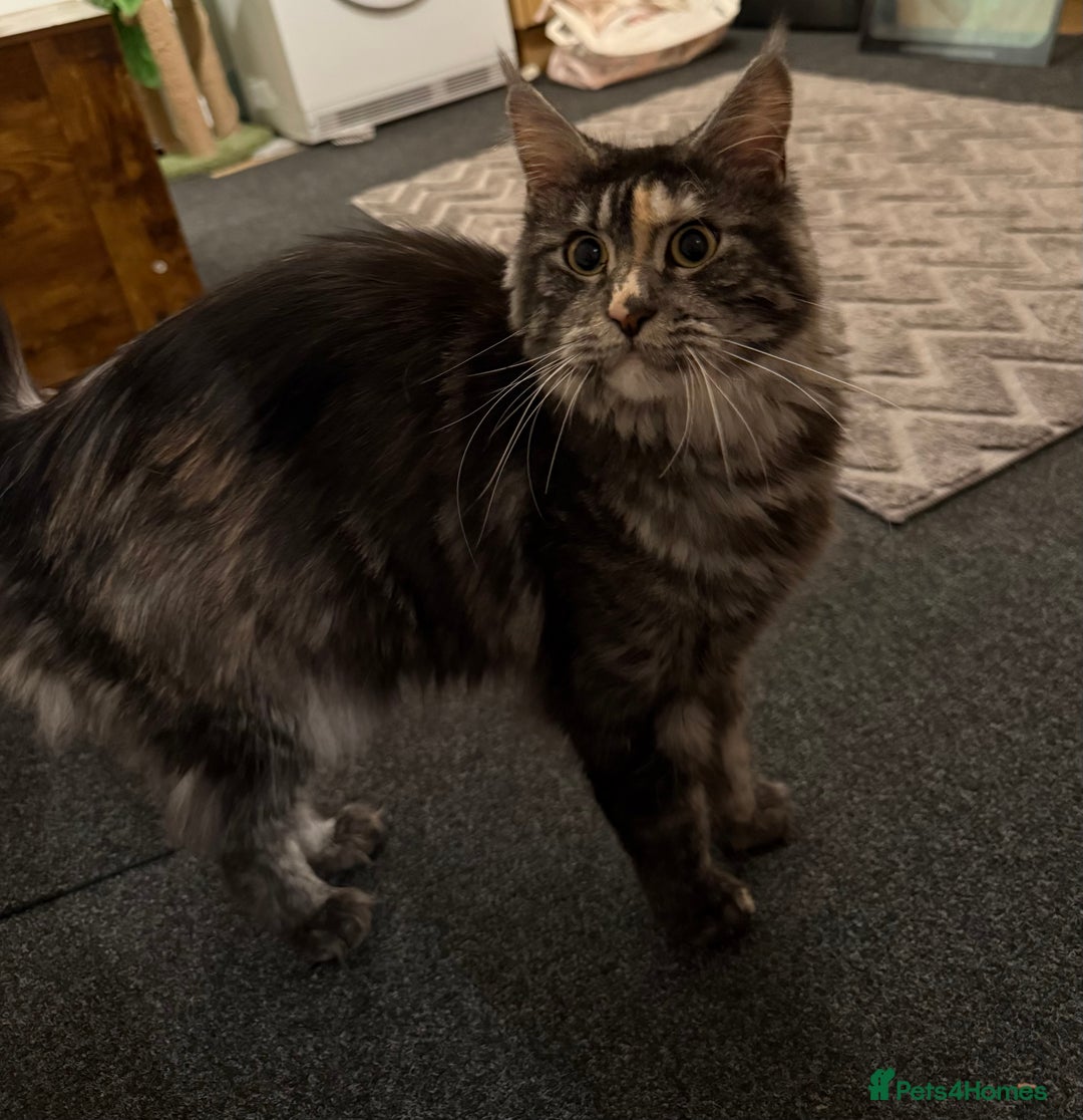 Maine Coon cats for sale: MainCoon For Sale - Image 12