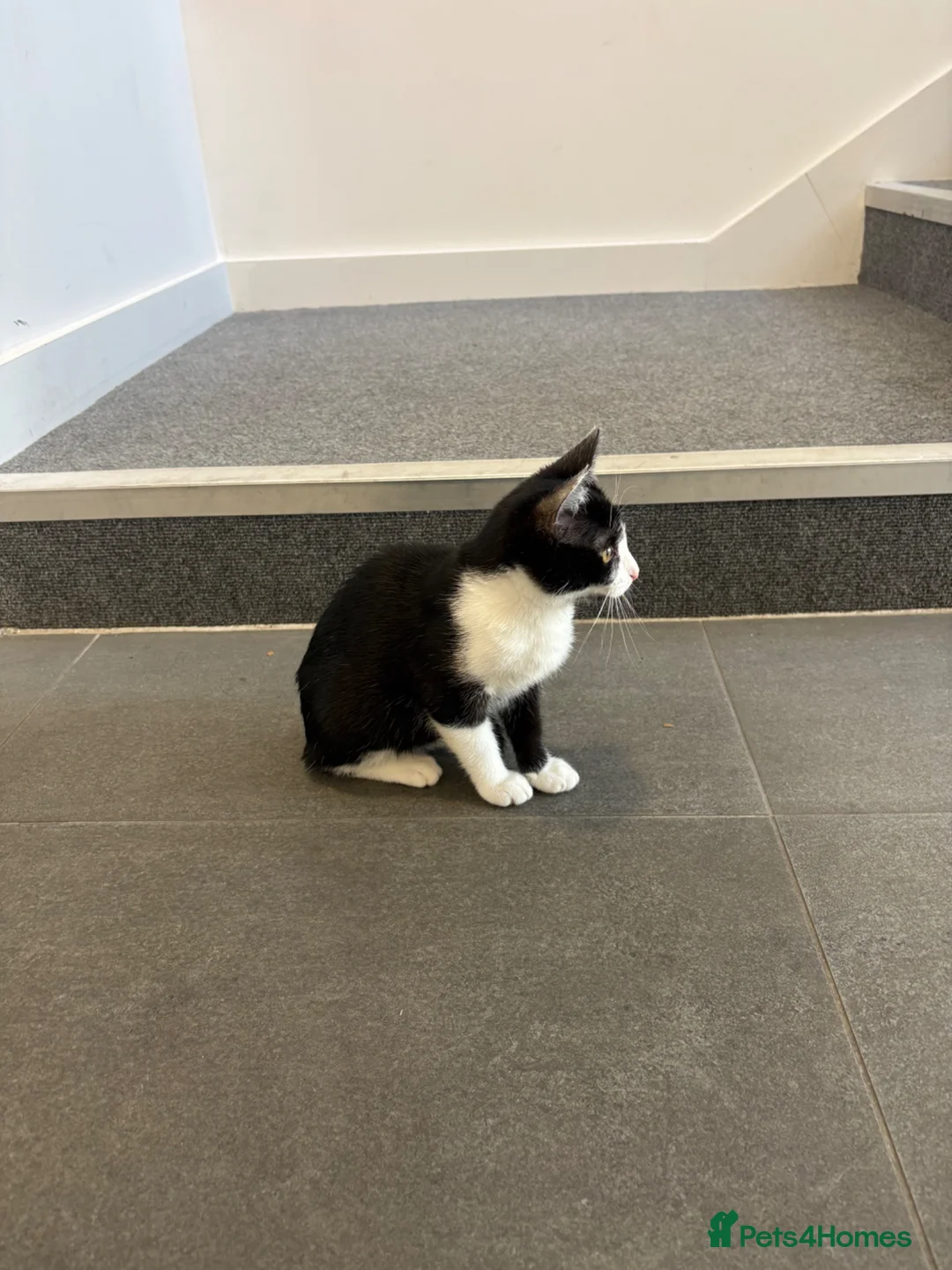 Mixed Breed cats for sale: Miss Fifi in London - Advert 2