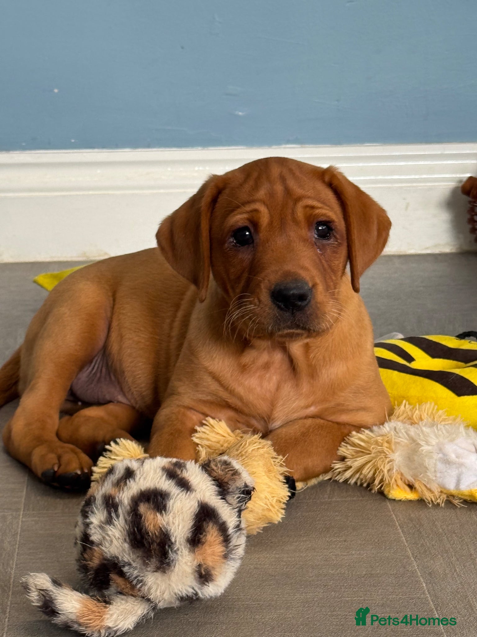 Labrador Retriever dogs Girl - Wonderful KC Litter Fox Red Labradors  - Advert 1