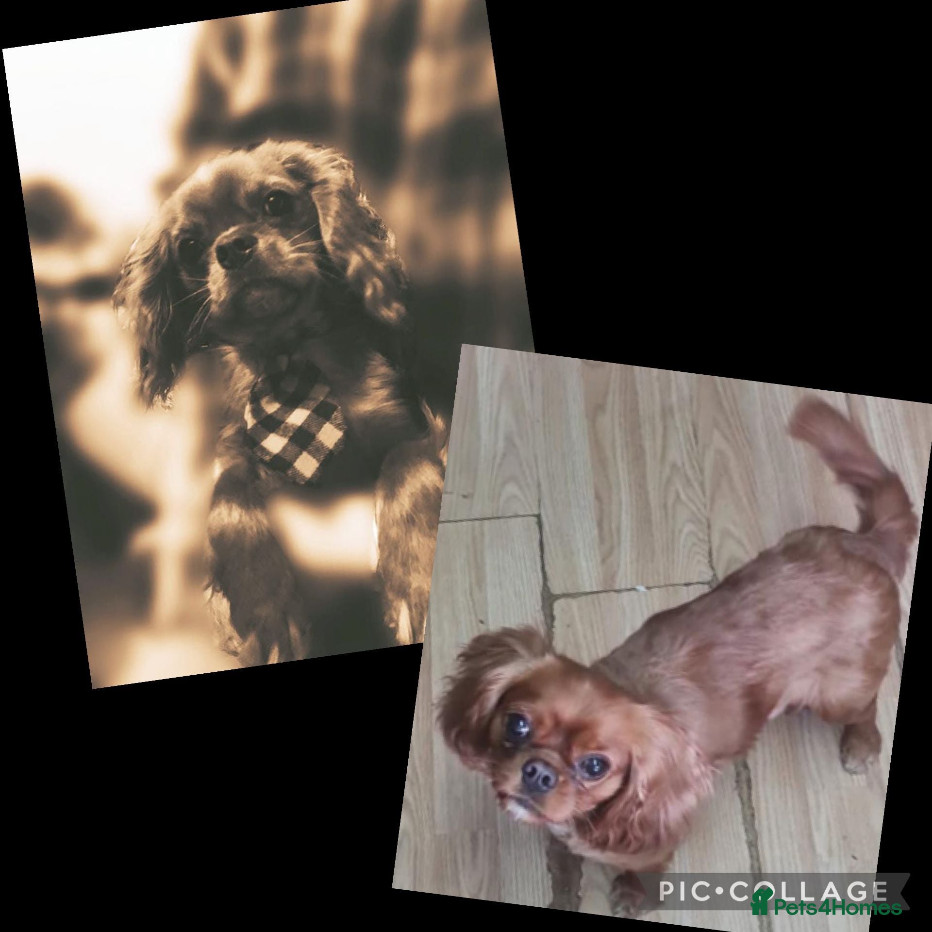 Cavalier King Charles Spaniel dogs Cavalier king Charles spaniel  - Advert 3