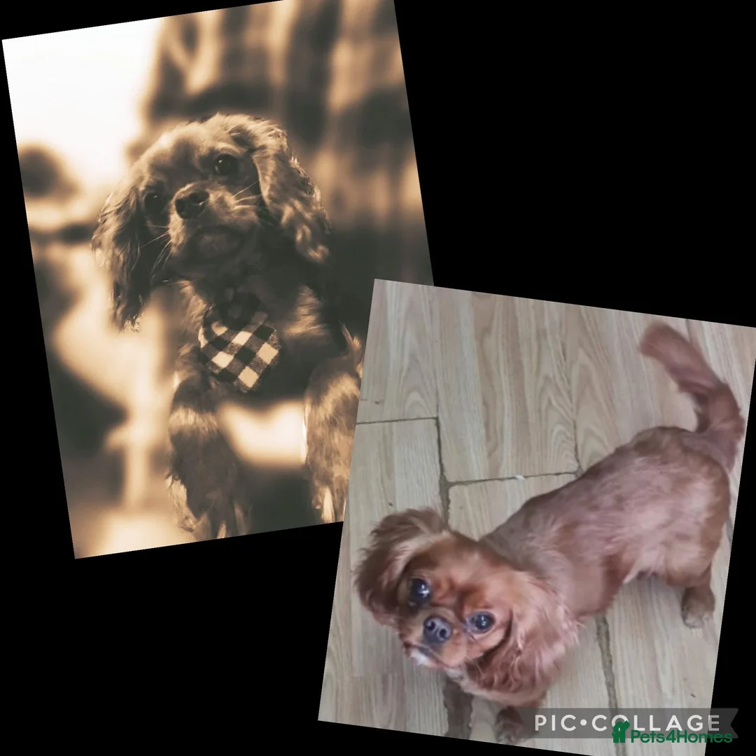 Cavalier King Charles Spaniel dogs for sale: Cavalier king Charles spaniel  - Advert 1