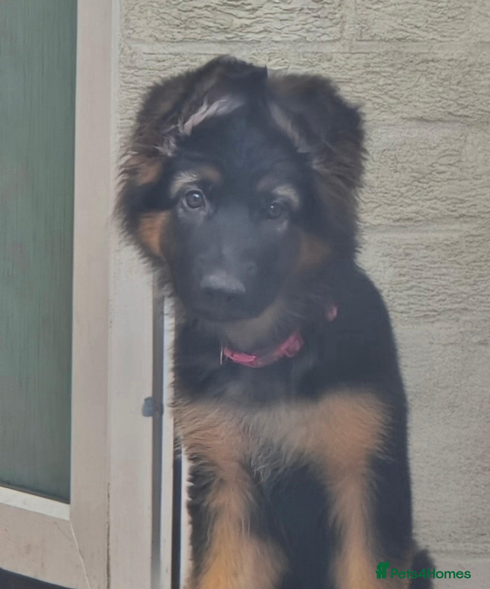 German Shepherd dogs for sale: Last GIRL LEFT!Long haired German Shepherd - Advert 23