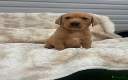 Labrador Retriever dogs for sale: 8 Kennel club reg  health tested chunky Labradors  - Image 11