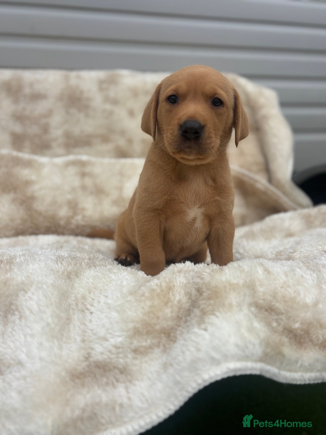 Labrador Retriever dogs for sale: 8 Kennel club reg  health tested chunky Labradors  - Image 11