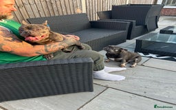 French Bulldog dogs for sale: French bulldog with fluffy bloodline  - Image 3