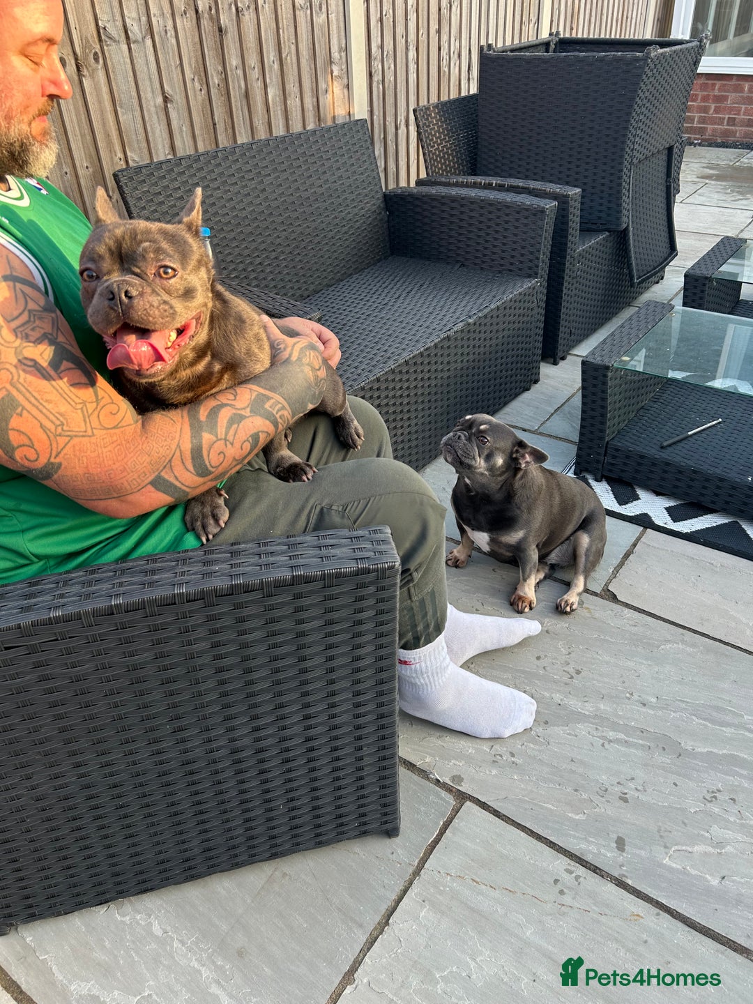 French Bulldog dogs for sale: French bulldog with fluffy bloodline  - Image 3