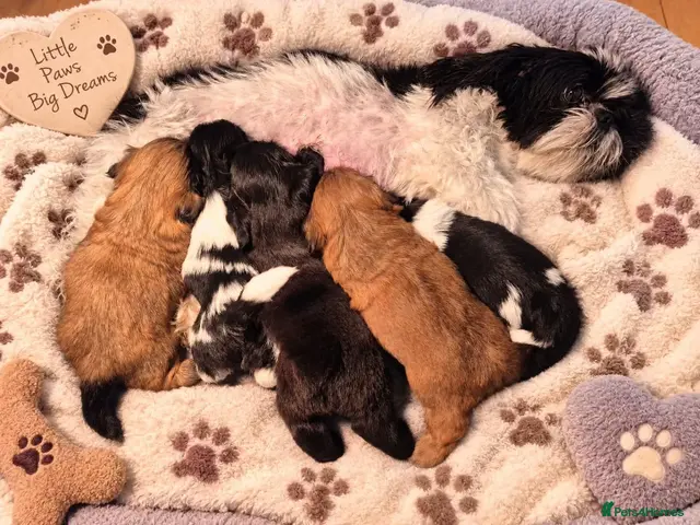 Shih Tzu dogs for sale: Puppy for sale - Advert 1