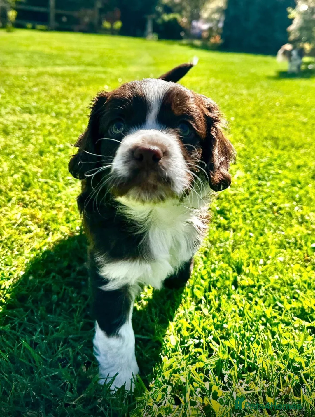 Mixed Breed dogs for sale: Cocker x chihuahua Arlow   - Advert 1