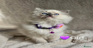 Ragdoll cats - Advert 9