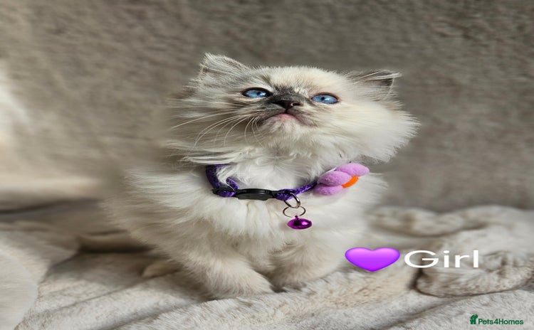 Ragdoll cats - Advert 1