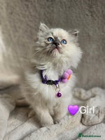 Ragdoll cats - Advert 9