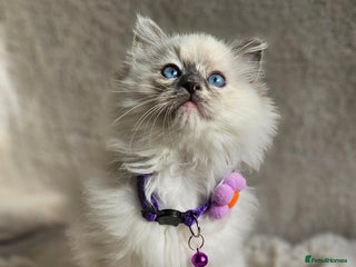 Ragdoll cats - Advert 2