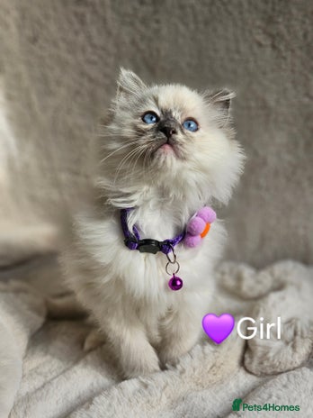 Ragdoll cats - Advert 1