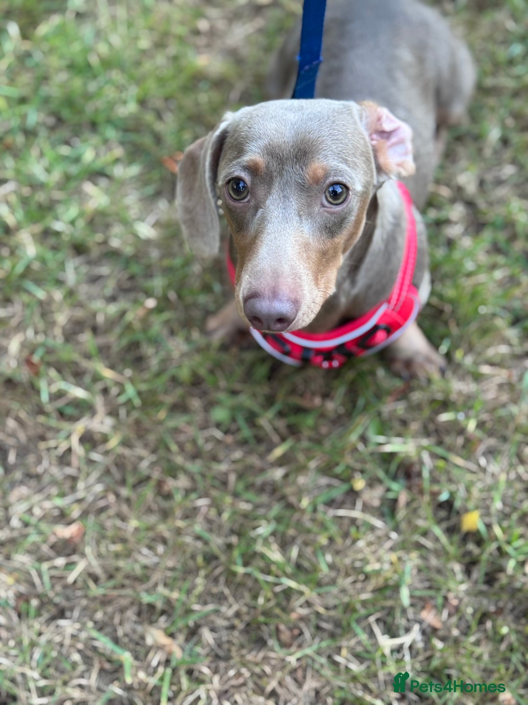 Miniature Dachshund dogs for sale: Junior dachshunds    in Telford - Image 2