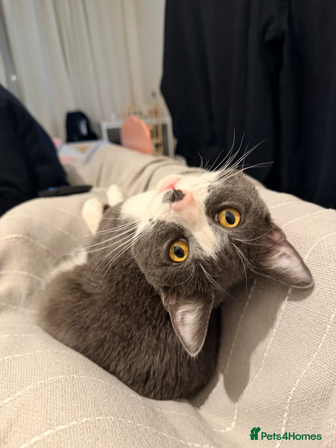 Mixed Breed cats for sale: 1 Year Old Grey & White Cat – Friendly & Loving - Advert 2