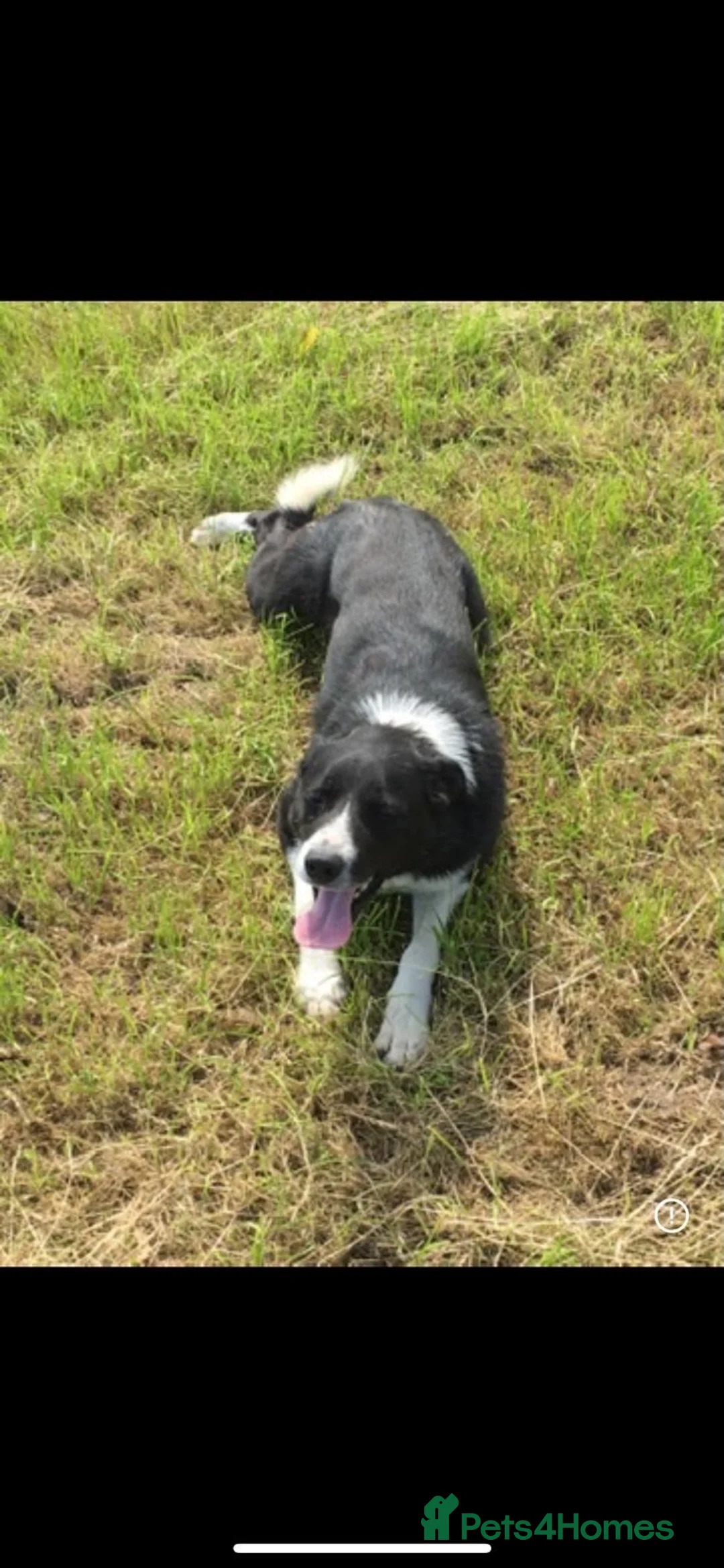 Border Collie dogs for sale: 3 Border Sheep dog Pups for Sale in Llandrindod Wells - Advert 14
