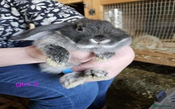 Mini Lop rabbits for sale: 8 mini lops forsale £50 each  - Image 4