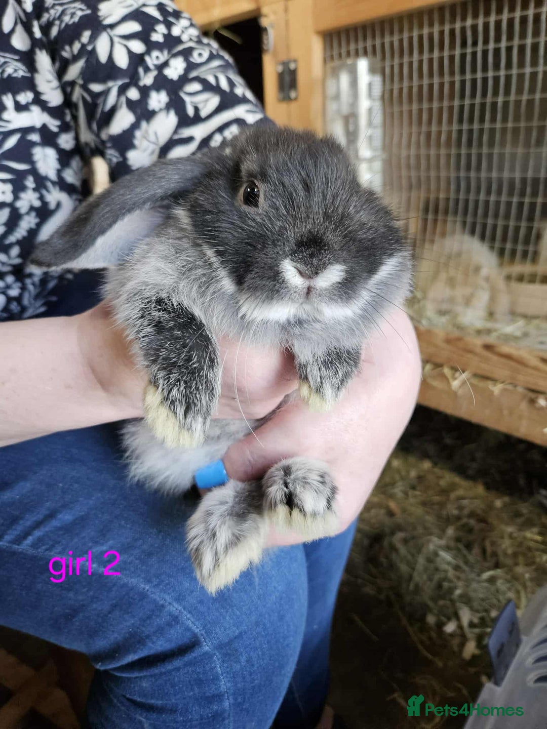Mini Lop rabbits for sale: 8 mini lops forsale £50 each  - Image 4
