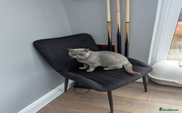 British Shorthair cats for sale: British shorthair female blue older girl - Image 3