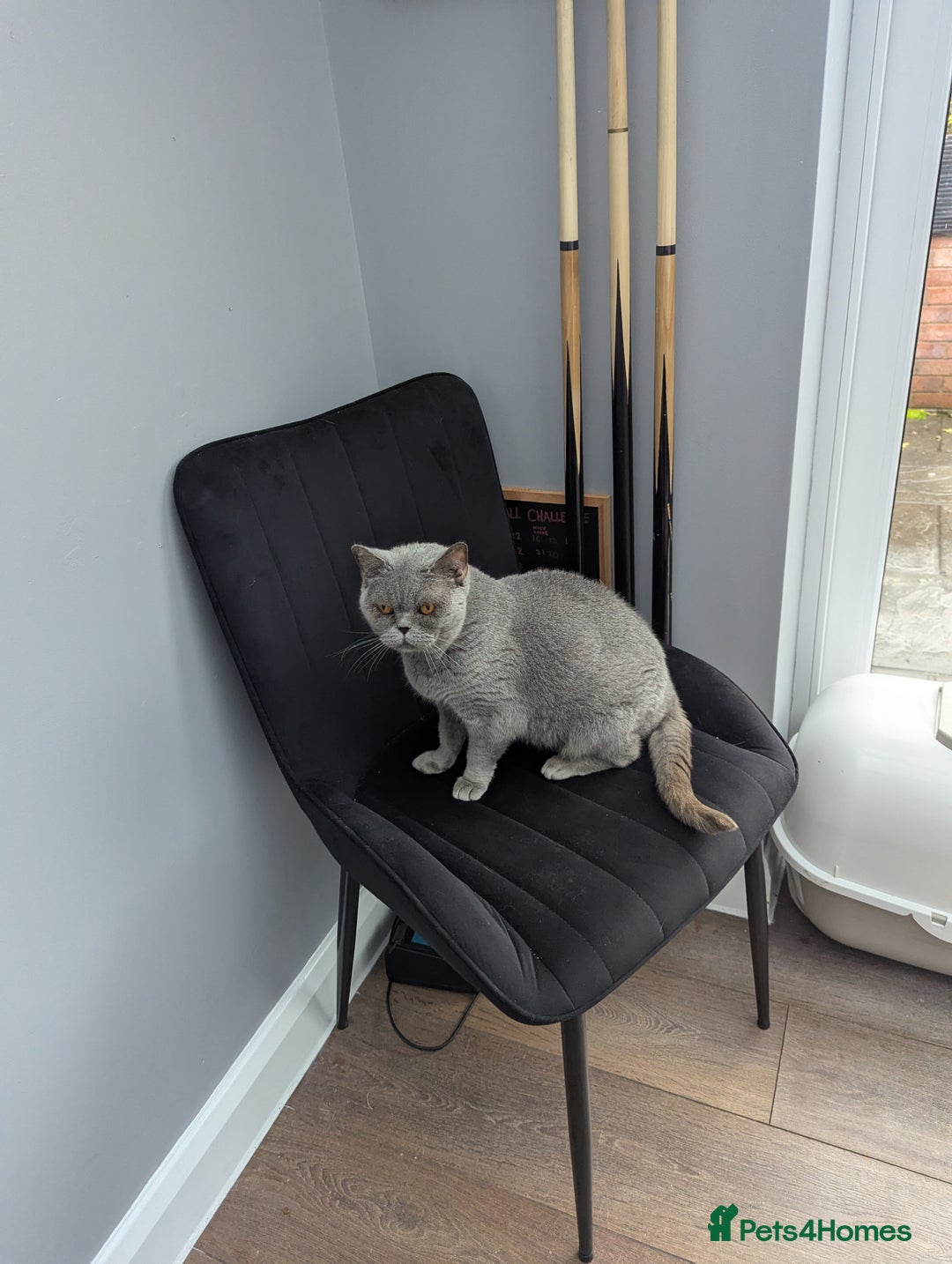 British Shorthair cats for sale: British shorthair female blue older girl - Image 3