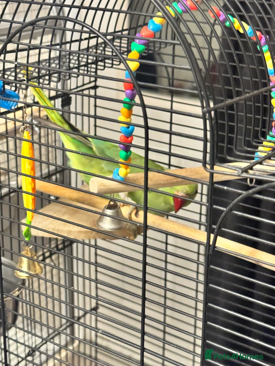 Ringnecks birds for sale: 1 year old Female Ringneck Parrot with cage in London - Advert 1