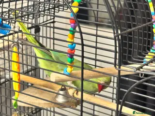 Ringnecks birds 1 year old Female Ringneck Parrot with cage - Advert 1