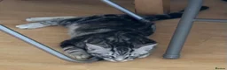 Domestic Shorthair cats for sale: 5 Beautiful Kittens - Advert 21