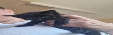 Kitten Boy