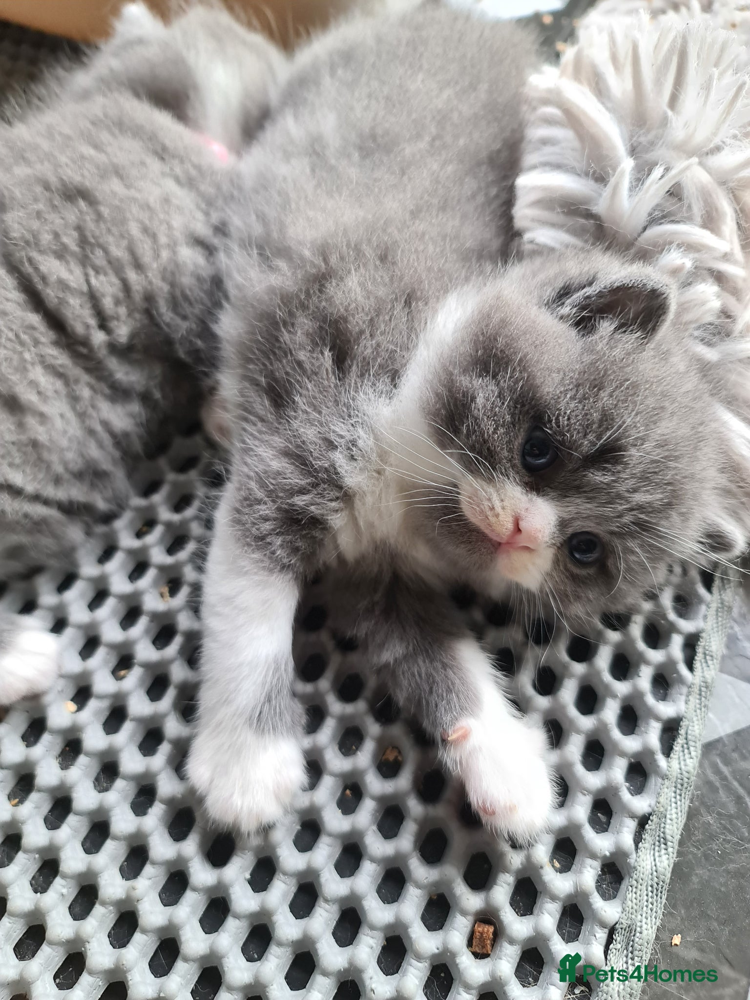 British Shorthair cats British shorthair kittens  - Advert 1