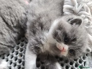 British Shorthair cats British shorthair kittens - Advert 17