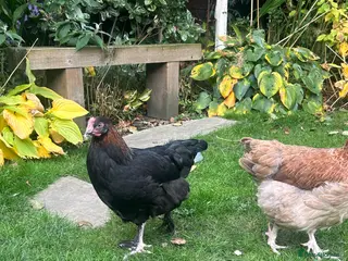 Chickens poultry 🌈Beautiful Egg-Laying Chickens £150 for the Group - Advert 1