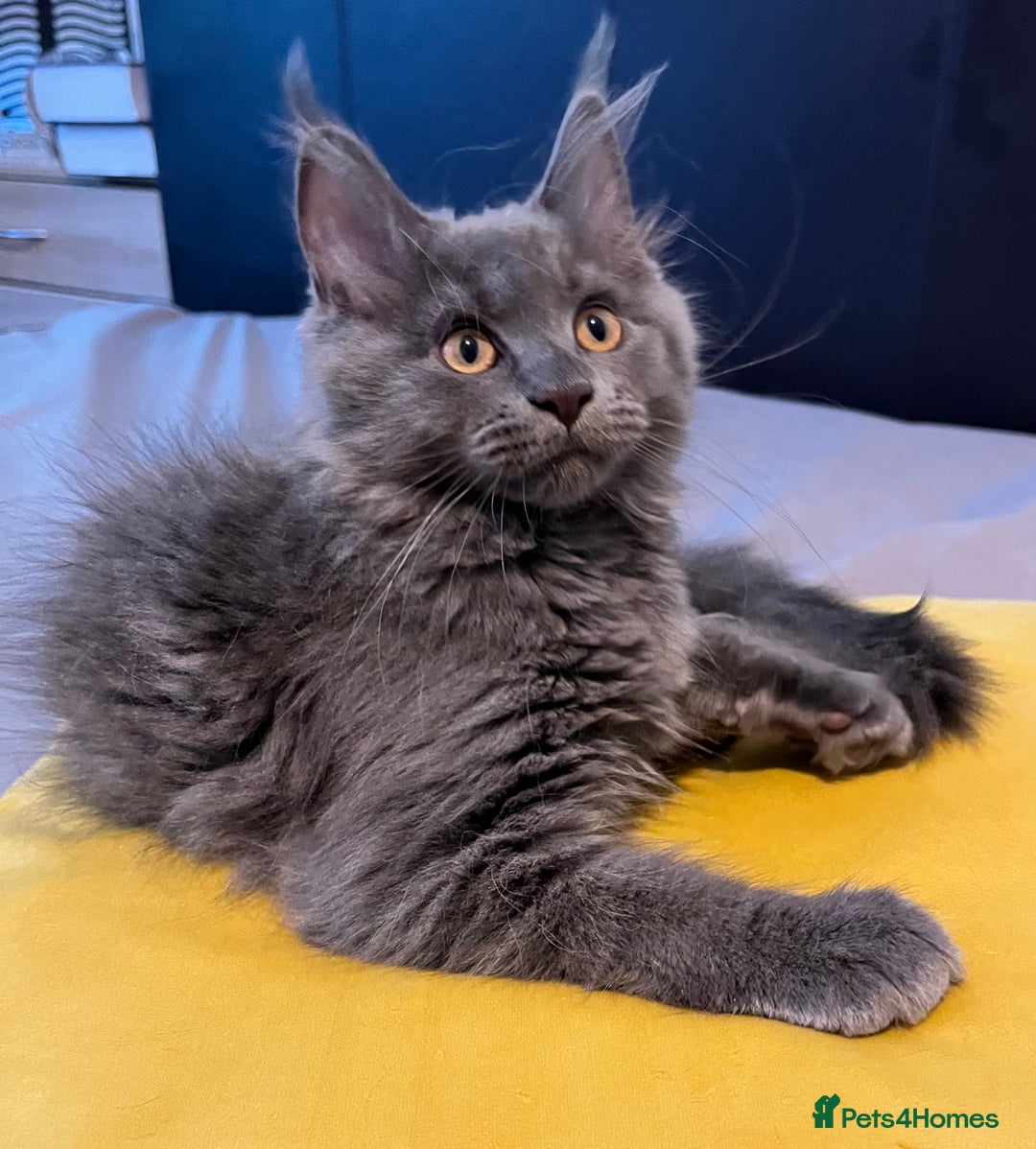 Maine Coon cats for sale: GCCF active / domestic Maine Coon  - Image 34
