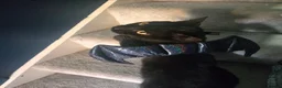 Mixed Breed cats for sale: Amos the Black Cat - Advert 4