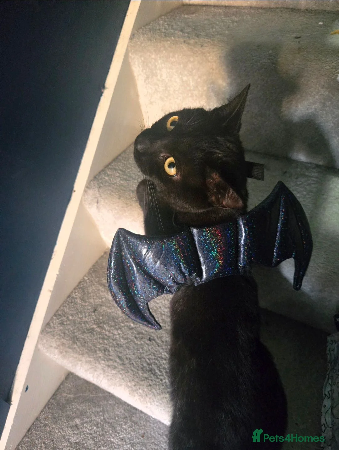 Mixed Breed cats for sale: Amos the Black Cat - Advert 4