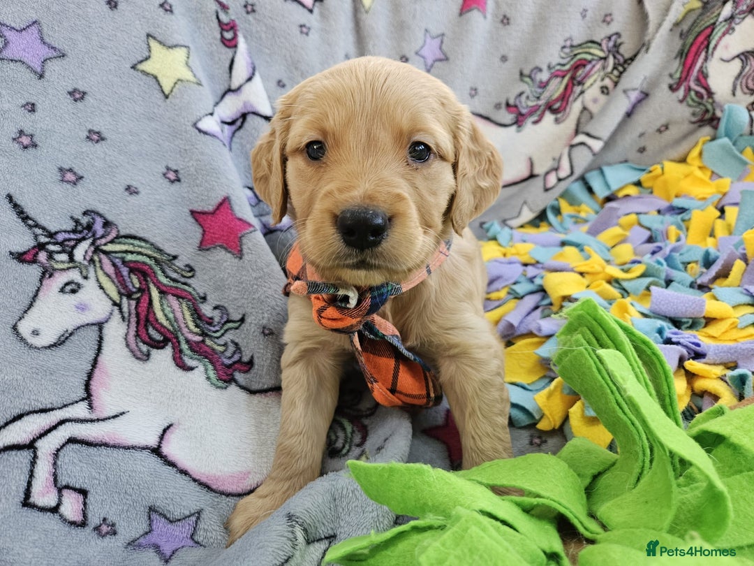 Golden Retriever dogs for sale: Astounding KC Registered Puppies  - Advert 9