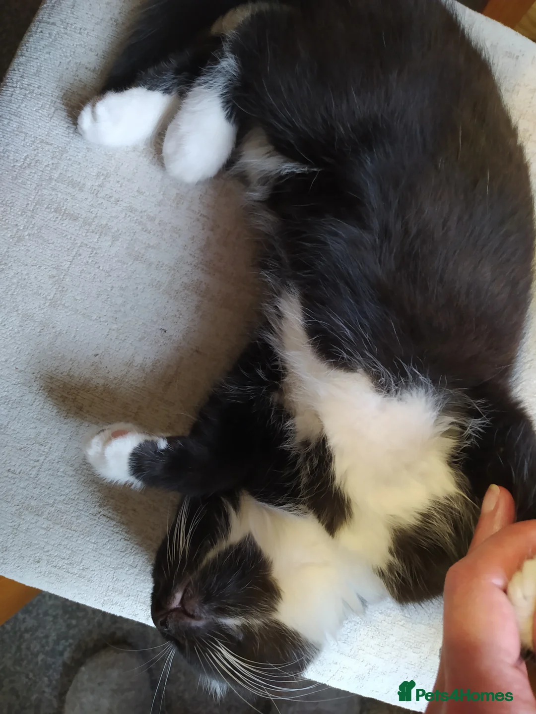 Mixed Breed cats for sale: Ready to go adorable male kitten - Advert 4