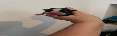 Boston Terrier 1